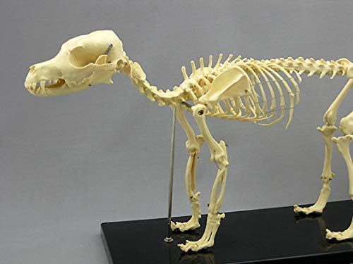解剖モデル、犬の骨格、動物の骨格標本解剖モデル犬の骨格解剖学獣医教育デモンストレーションツール骨格モデル