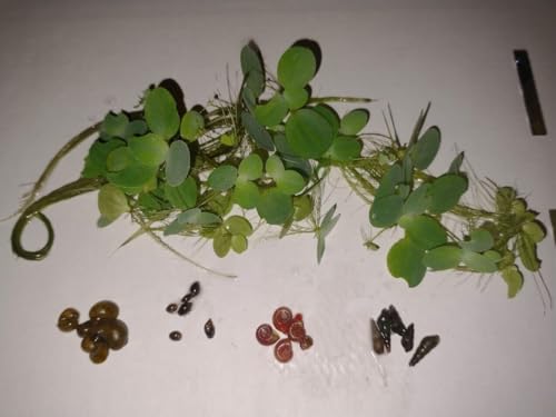 Ultimate Snail Pack 5 X Mystery/Ramshorn/Trumpet/Bladder Snails + Lettuce!