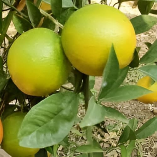 " Hybrid Mosambi Plant All Season -Thai Variety Grafted Fruit Tree - Healthy Live Plant Use for Outdoor Home Garden/Roof Top/Balcony (pack of 1)"