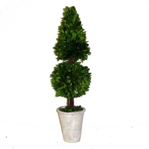 Preserved Boxwood Topiary Mixed 24