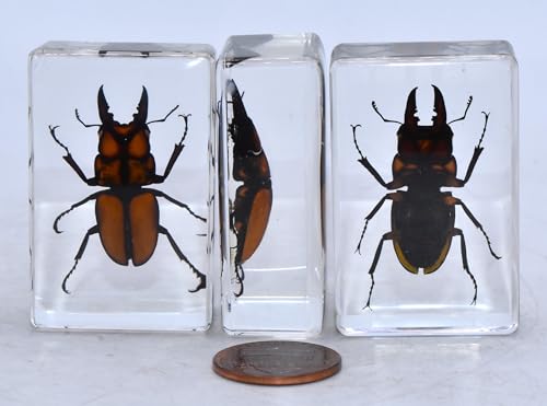 Image of 44mm Real Golden Black Stag Beetle in Crystal Clear Lucite Resin Specimen Preserved Insect Bugs Taxidermy Crafts Collection for Biology Science Education & Desk Ornament Display Supplies Paperweight