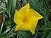 Gelber Oleander Samen -Eine Nuss , ca 2-3 Samen- Keimfähig frische Ernte