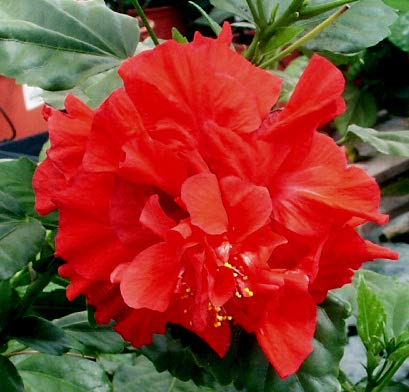 See full amazon price history chart for Aiden Gardens Dwarf Exotic Hibiscus Red Double petal Hibiscus rosa-sinensis Beautiful flowering plant 1 Healthy live Plant Aiden Gardens Dwarf Exotic Hibiscus Red Double petal Hibiscus rosa-sinensis Beautiful flowering plant 1 Healthy live Plant (B09541FMBP) Amazon Price History, Amazon Price Tracker