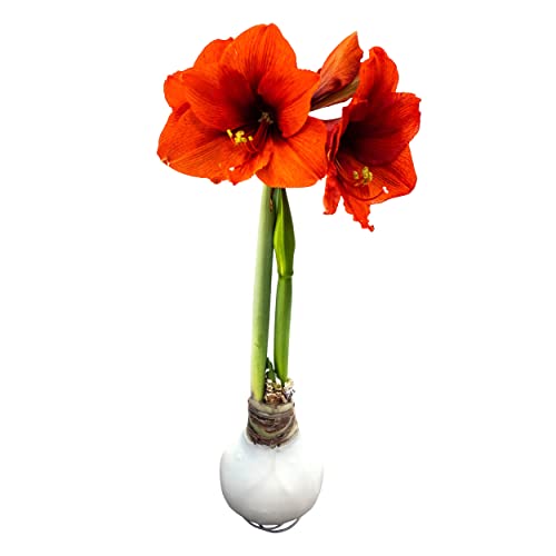 Waxed Amaryllis Bulb - White - Easy Care, No Watering Needed - Beautiful Live DÃ©cor