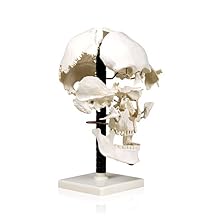 VAL250 Life Size Beauchene Model | Exploded to Show How Bones Fit Together | Disarticulated, Mounted on Wire to Retain Spatial Relationship | Med. Studies | W Identification Key