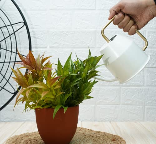 Gold Dust Watering Can for Plants, Garden Tools, Plant Watering Can (White (0.9 Lt))