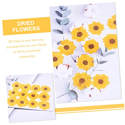 Flores Secas Margaritas 72pcs para Manualidades miniatura 3