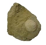 Diloma sp Gasteropod Fossil (Fossils) GA511