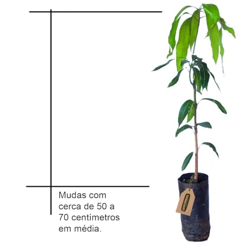 Muda de Manga Haden Enxertada Para Produzir Mais Rápido