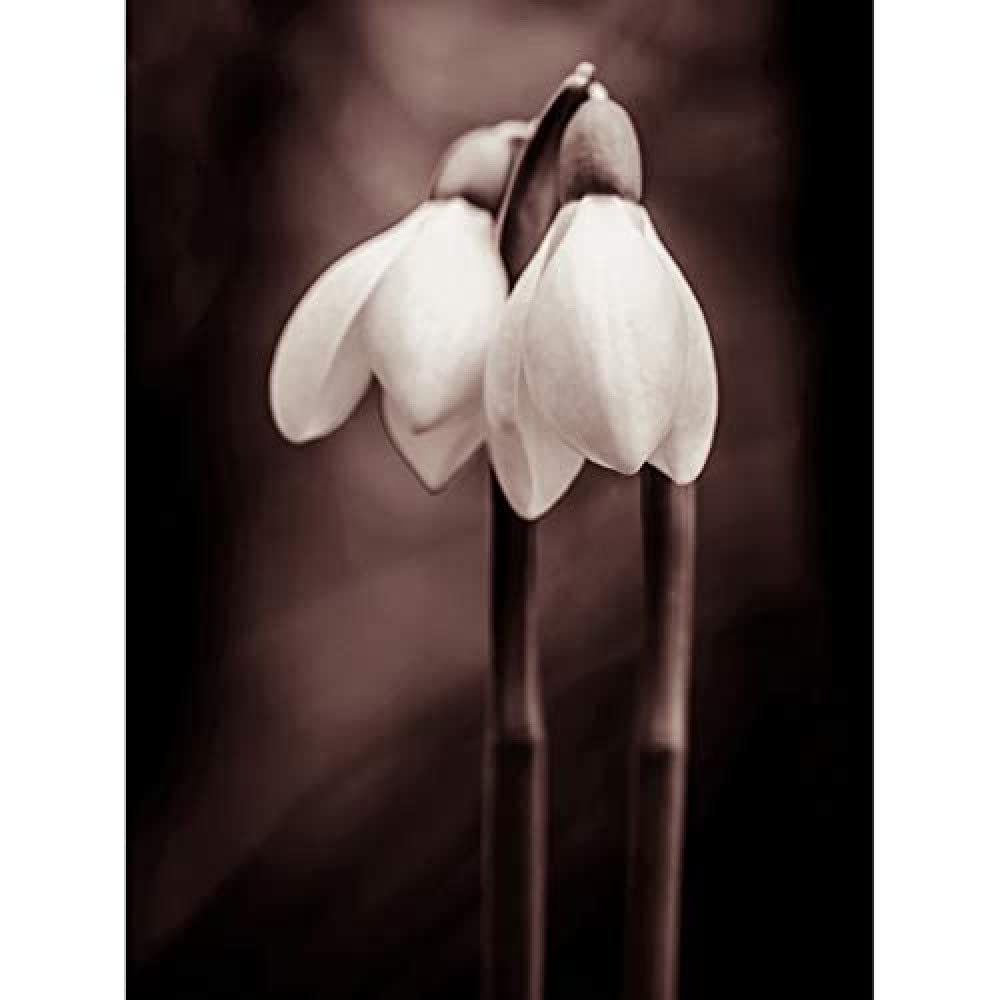 Wee Blue Coo Two Snowdrops Flowers Unframed Art Print Poster Wall Decor 12X16 Inch