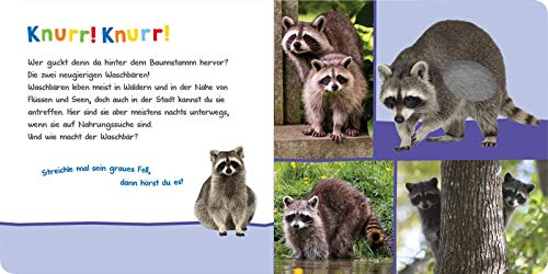 Hör mal rein, wer kann das sein? – Kuschelige Tiere: Streicheln und hören | Hochwertiges Pappbilderbuch mit 5 Sounds und Fühlelementen für Kinder ab 6 Monaten