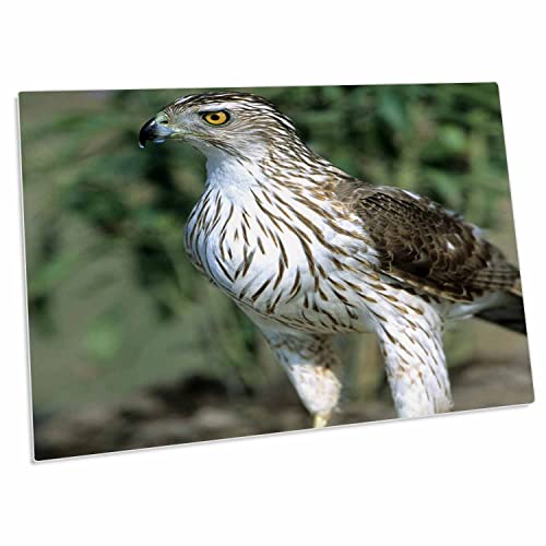 3dRose Coopers Hawk Desk Pad 58.42x40.64 cm