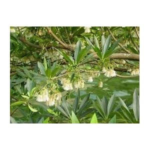 Generic Fresh 50 stuks Carpus Tree zaden voor het planten van Army green