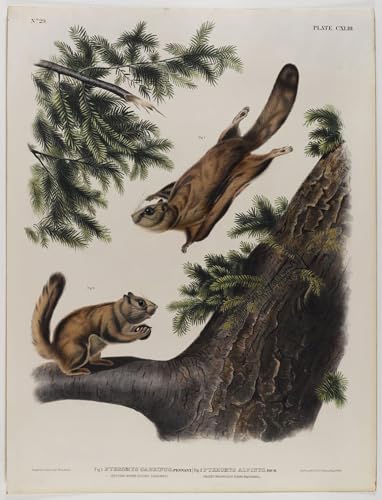 Toile Écureuil Volant Tableau Déco Salon Tableau Nature Vintage Audubon 60x90