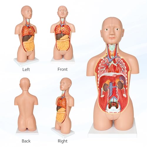 Image of JNMFTD Human Torso Anatomy Model 17 inch, 16 Part Dual-Sex Body Removable Model with Heart Brain Visceral Organ Muscular Layers Vessels Nerves Include Product Manual Card for Medical Scientific Education