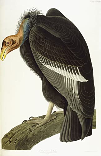 Tableau Vautour de Californie Audubon poster vintage pour décoration chambre élégante