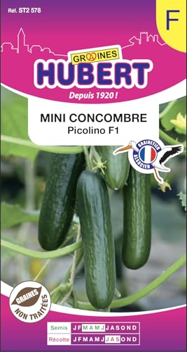 10 Graines de Mini-Concombre Picolino F1 - Spécial Suspensions