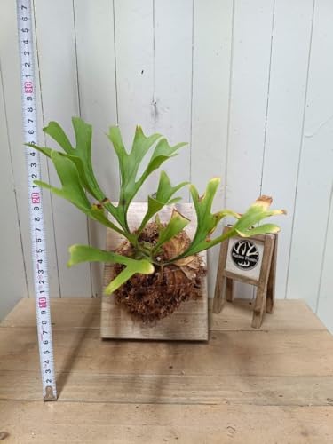 観葉植物 ビカクシダ リドレイ」の人気商品一覧 | 安い商品を通販