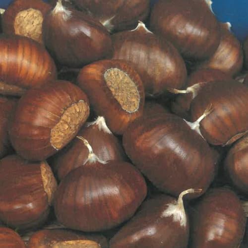 Il Castagno Comune è un albero maestoso e produttivo, apprezzato da secoli per le sue castagne dolci e saporite. È una pianta robusta, longeva e ideale per chi desidera un albero ornamentale che produca frutti di qualità. 🌰 Caratteristiche della varietà: * Produce castagne dolci, ottime da consumare fresche, arrostite o per farine * Albero vigoroso e di lunga vita * Crescita elegante con chioma ampia e decorativa * Fioritura giallo-crema molto ornamentale * Fruttificazione abbondante in piena maturità 🌱 Coltivazione: * P