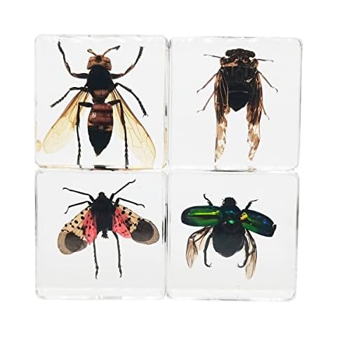 FlyingBean Real Insect Specimens Sets, Hornet, Green Chafer, Spotted Lanternfly, Golden Cicada in Resin Paperweight Crafts, Animal Taxidermy Collection for Science Education & Desk Ornament (Sets 04) Cover