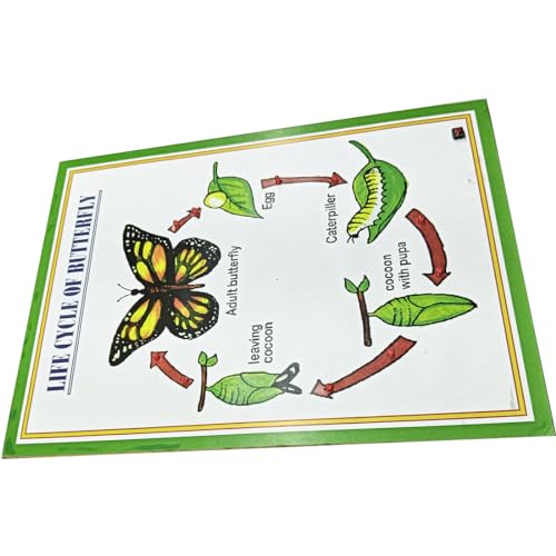 RAWAT SCIENCE PROJECT Butterfly Life Cycle Model - Green Butterfly Figurine Set - Educational Set - Butterfly Life Cycle (Egg, Caterpillar, Chrysalis, Adult) - Butterfly - 10+