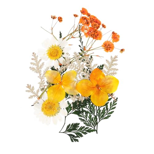 Flores prensadas secas naturales para manualidades naranja miniatura 1
