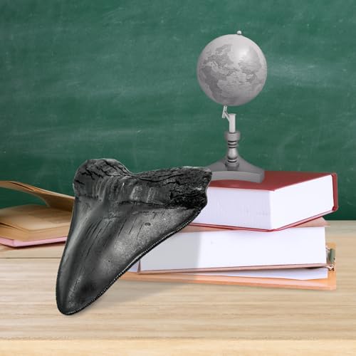Image of Carcharodon Megalodon Giant Shark Tooth with Serrations,Suitable for Museums, Schools, Home Collections 5.5 inch (Black)