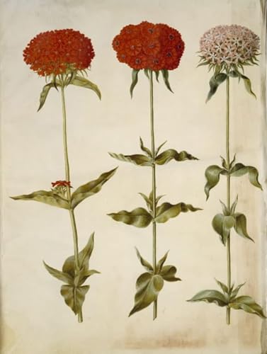 Silene Chalcedonica Poster Image Déco Hans Simon Holtzbecker - Tableau Toile Salon 60x90