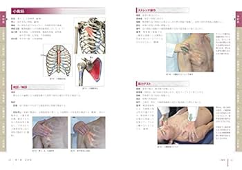 患者体感型 筋力検査法 DVD DVD 筋の機能解剖学に基づいたクリニカルマッサージ｜西東社
