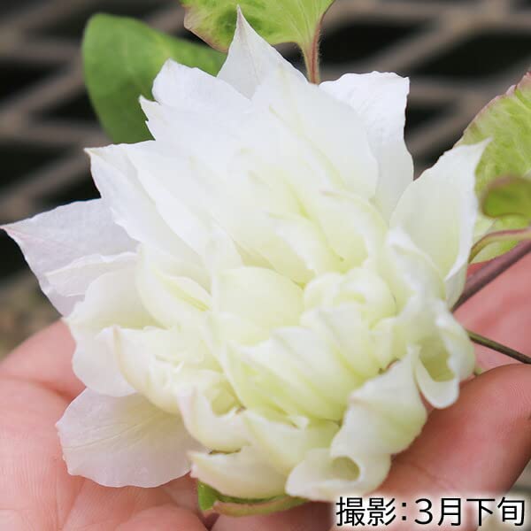 Amazon.co.jp: クレマチス 9cmポット苗 雪おこし cl-009 : DIY・工具