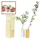 ALMENDRO. Arbolito de pequeño tamaño en caja de madera. Alveolo forestal. (2)