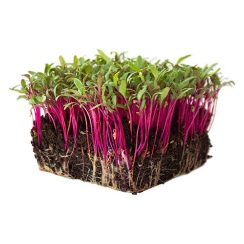 BEETROOT Microgreen Seeds By Grewery Farm LLP | 50gm | Open Pollinated | 90percentage Germination | Non Treated Seeds | Non GMO Seeds | Airtight Packaging, Green (B09CLN2YNX) Amazon Price History, Amazon Price Tracker