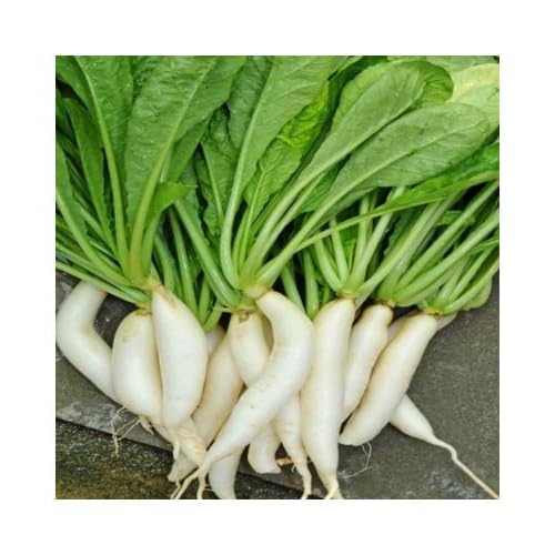 LiveNature Vegetable Seeds | Long White Radish Seeds | Mooli Seeds | Desi Seeds | Home Garden Seeds - 500 Seeds (B0D3FLRF9G) Amazon Price History, Amazon Price Tracker