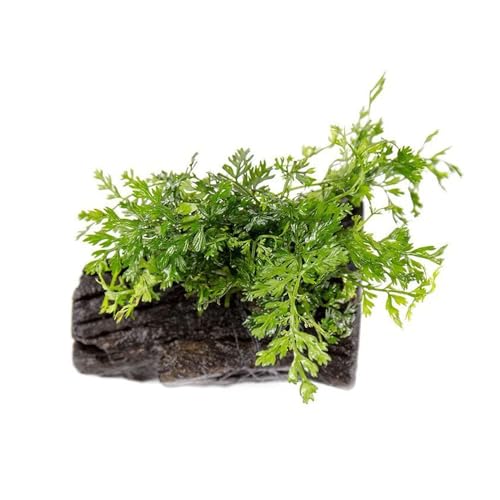 SubstrateSource Live Planted Decor - Mini Bolbitis on Driftwood - Light Green Aquatic Plant with Lush Foliage, Foreground to Midground Epiphytic Fern Placement for Aquascaping - Small, 1 Pack