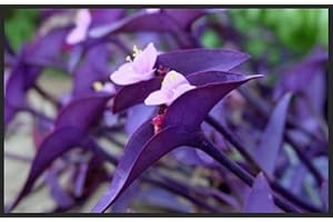 Tradescantia Pallida Purpurea "Wandering Jews": Unveil Its Purple Majesty