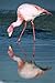 Produktbild The Poster Corp Tui De Roy  Puna Flamingo Feeding in Laguna Colorada Andean altiplano Bolivia Kunstdruck (50,80 x 71,12 cm)