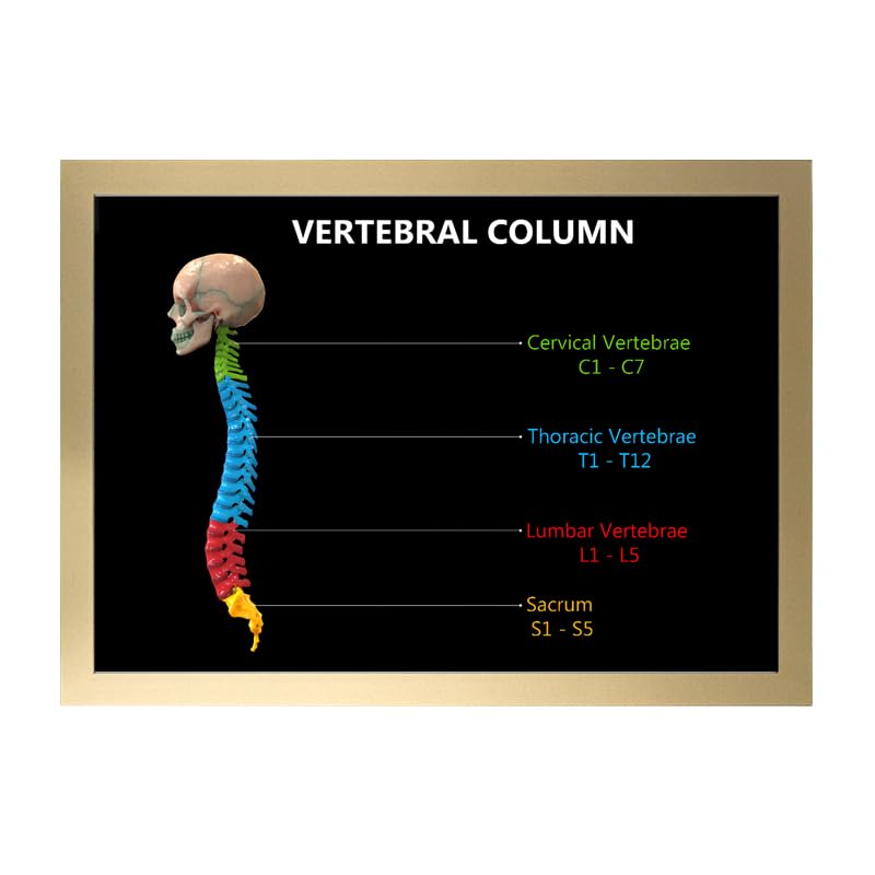 Image of Taanfu Body Educational Learning Anatomy Posters ，Vertebrae Column Art Vertebrae Column Villi Anatomy Art Poster Digestive System Organs Illustration Small Intestine Physiology Anatomy Wall Art Villi