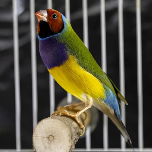 Image of 4 Pcs Natural Wood Bird Perch for Cage Parrot Stand, 2 Grape Wood Perches, A Stand Fork Standing Branch, A Paw Grinding Fork, Training Branches & Fork Toys for Parakeets, Budgies, Finches