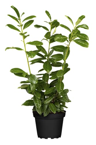 monstera tischset Tischset Monstera-Blätterprint Weiß/Grün, 2er-Set, Oekotex 100 zertifiziert