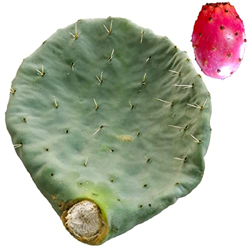 Pala de higo de india redonda frutos rojos gruesos esquea higos - Opuntia robusta