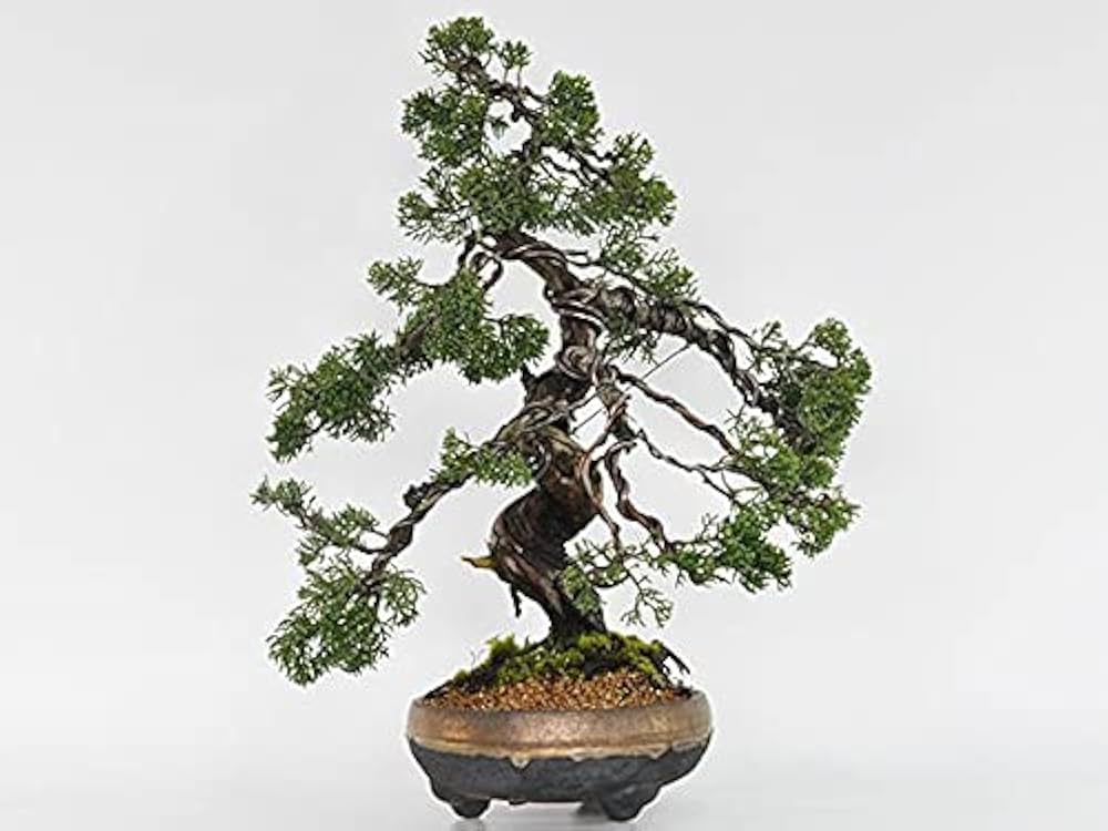 【樹高 53㎝ 真柏盆栽】 ⭕玄人好みの一品です❗ Amazon.co.jp: 盆栽 威風堂々 真柏 盆栽妙 老木の趣き 樹齢20年