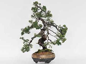 【樹齢 50年超　真柏盆栽】　　　⭕堂々たる一品です❗ 高級盆栽販売の盆栽.com / 糸魚川真柏 樹齢50年