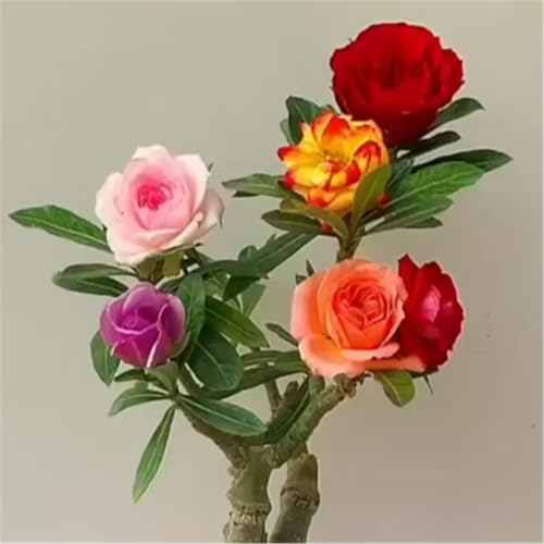 Perennial Desert Rose, Long Flowering Period, Garden Planting-1 Bulbs-A