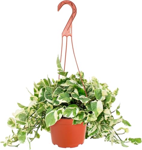 Shop Succulents Pothos N Joy, Live Indoor Plant, Low Maintenance Houseplant with Elegant Green and White Variegated Leaves, Home Decor, Office, and Room Enhancement, 6 Inch Nursery Pot