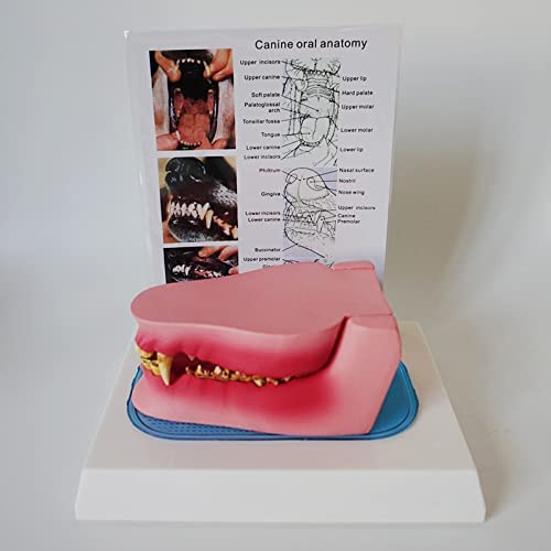 Psy anatomia stomatologiczna model szczęki psa model anatomia próba szkieletu próba rozkładu profesjonalne dentystyczne narzędzie edukacyjne weterynarza