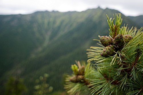 Pine Nuts 300 gr, Premium Quality, vacuum packed (Pine nuts, 300 gr, 10.58 oz)