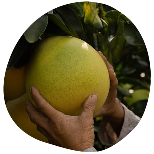 Share Original Defence Edition Sample Bag 2x Share Pomelozzini - fermentierte Pomelo (Pampelmuse) schmeckt köstlich süß-säuerlich, vegan, laktosefrei | ShareSwiss fermented