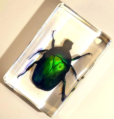 Image of 44mm Real Green Flower Chafer Beetle in Crystal Clear Lucite Resin Specimen Torynorrhina Flammea Preserved Insect Bug Taxidermy Crafts Collection for Biology Science Education & Desk Ornament Display