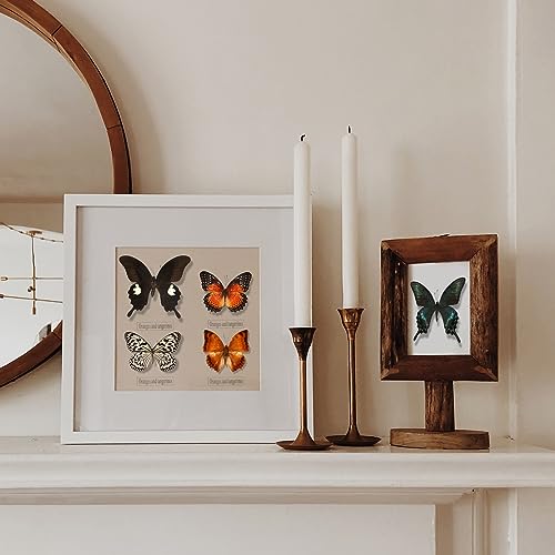 WTUAWB 6 Pcs Real Taxidermy Butterfly - Specimens DIY Creative Production, Taxidermy Animals for Framed Shadow Box (Random)