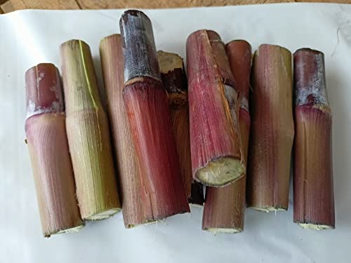 Australian Red Napier Foodler Grass Sticks | 50 Sticks Pack | Best Napier Grass For Animals | High Protein Content | 100% Germination Rate